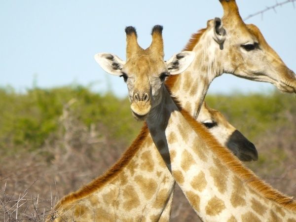 Giraffen in Varallo Pombia