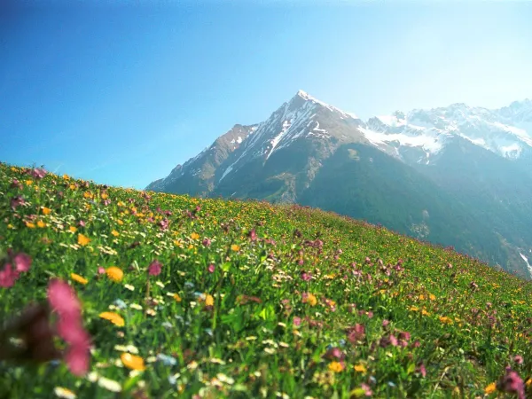 Kleurrijke omgeving in de buurt van Roan camping Bella Austria.