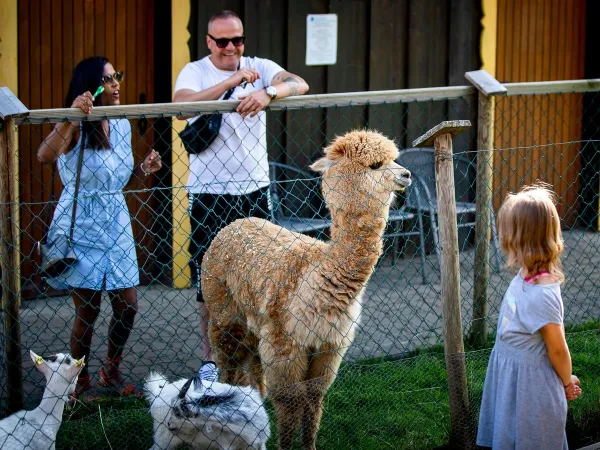 Alpaca's bekijken op Roan camping Bella Austria.