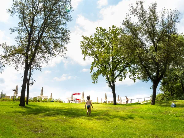 Ligweide bij het zwembad van Roan camping hu Montescudaio village.