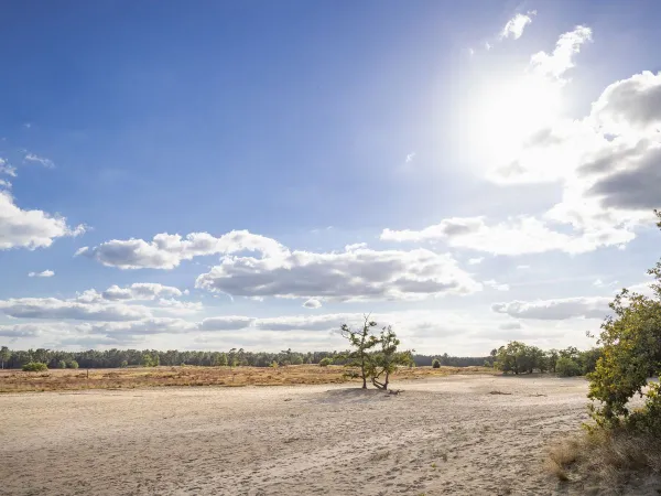 Drunense Duinen bij Roan camping Het Genieten.