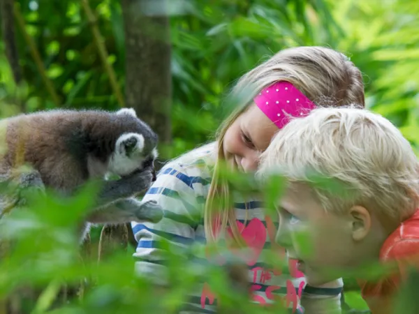 Apen kijken bij apenheul dichtbij Roan camping Ackersate.