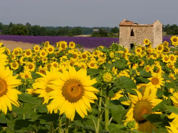Sfeerbeeld omgeving van Provence.