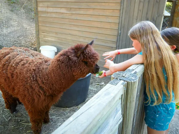 Kinderboerderij van Roan camping Verdon Parc.