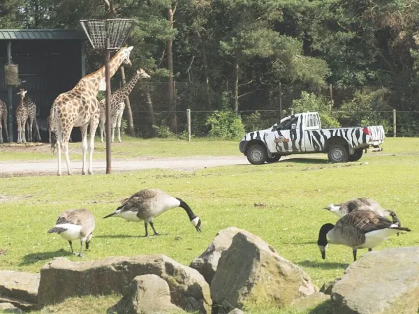 Safaripark de Beekse Bergen vlakbij Roan camping Marvilla Parks Kaatsheuvel.