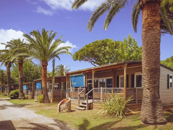 Stacaravans tussen de palmbomen op Roan camping Playa Montroig.