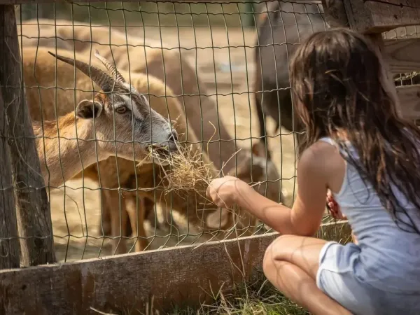 Kinderboerderij van Roan camping Méditerranée Plage.