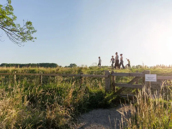 Wandelen tussen de loslopende schapen op Roan camping de Twee Bruggen.