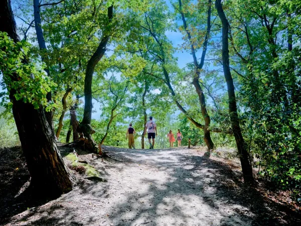Wandeling door de bossen bij Roan camping Marvilla Parks Kaatsheuvel.