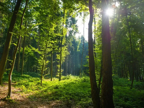 De mooie bossen in de omgeving van Roan camping Le Lac des Vieilles Forges.