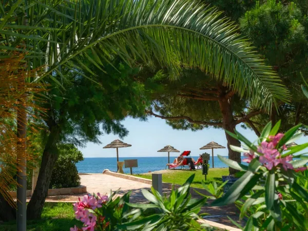 Veel groen op Roan camping Arinella Bianca, parasols op het strand.