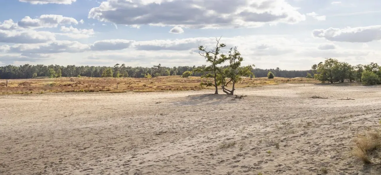 Loonse en Drunense Duinen