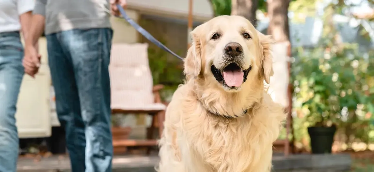Kamperen met hond
