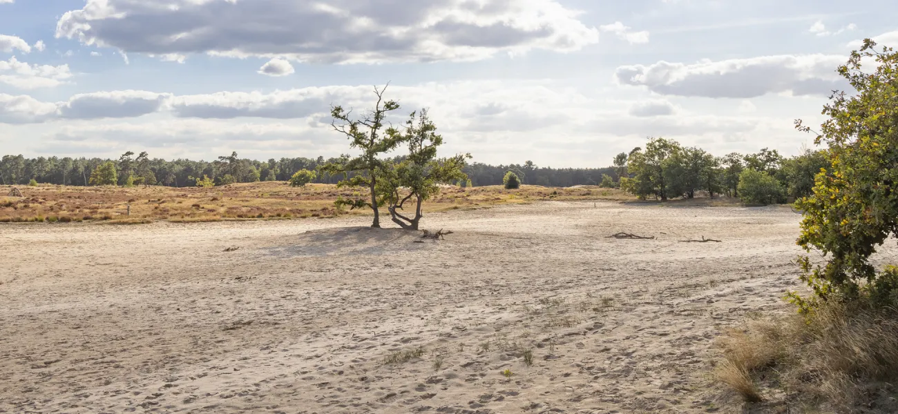 Camping bij de Loonse en Drunense Duinen boeken