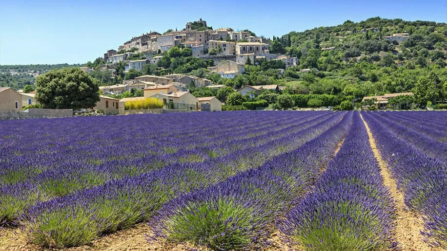 Lavendelvelden in de omgeving van Roan camping Drôme.