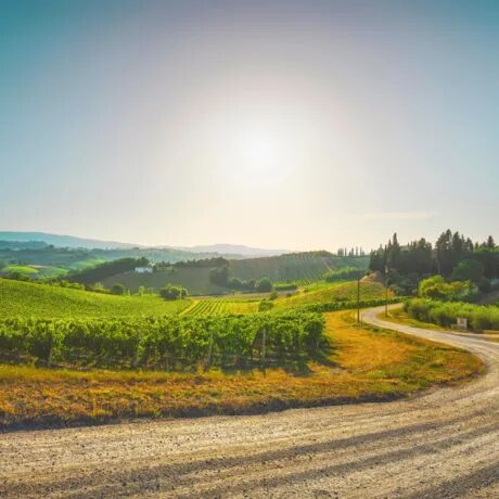 Tussen de wijnranken: wandelen door het heuvelachtige Toscane